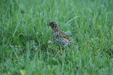 pajaro escondido entre las hierbas 