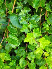 green leaves in the garden