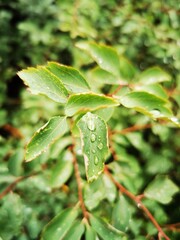green leaf with water drops