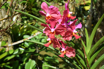 Oquideas salvajes Filipinas