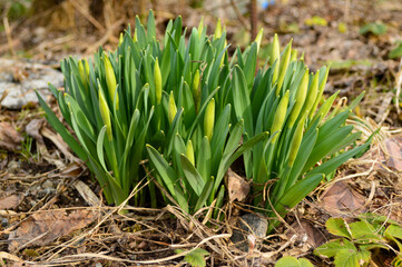 Young daffodils