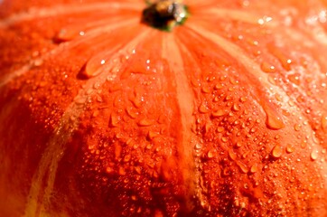 orangener Kürbis mit Wassertropfen in Großaufnahme 