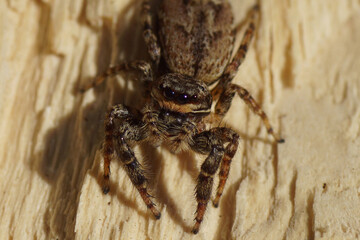 Close up of the head of a Jumping spider (Marpissa muscosa). Family jumping spiders (Salticidae). Spring, Bergen, Netherlands April  