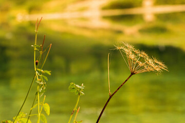 Gras