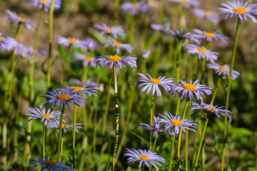 purple daisies