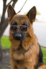 dog in sunglasses on the streets of the summer city