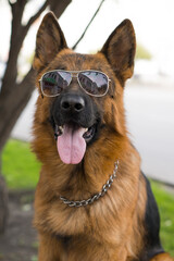 dog in sunglasses on the streets of the summer city