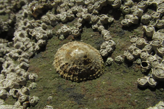 Lapa y bellotas de mar
