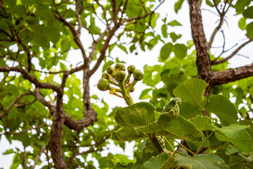 Cacho de pequenos frutos em pequizeiro. Fruto típico do cerrado brasileiro.