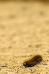 Raupe