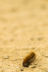 Raupe