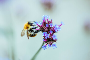 Abeja