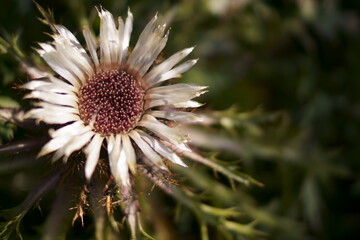 Background with silver thistle or carline thistle  	
 (Carlina acaulis)