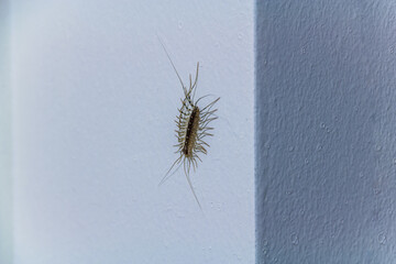 Close up image of house centipede on a wall