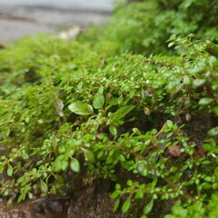green moss on the stone