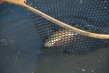 A large rainbow trout being released form a net back into the river.