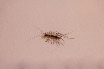 Close up image of house centipede on a wall