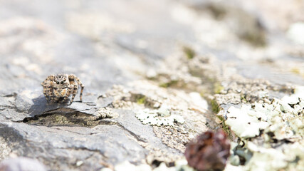 Miniature spider on a stone