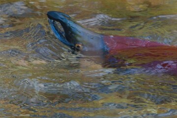 Obraz premium Kokanee salmon spawning in a North American river.