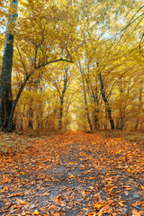 Obraz premium Dense forest in the middle of autumn