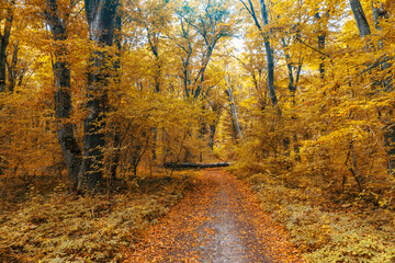 Obraz premium Dense forest in the middle of autumn