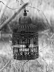 Bird Cage by a Pond in the Woods B&W