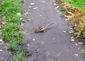 Chipmunk runs along the road in the forest