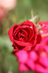 Bela Rosa