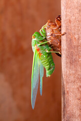 Cicada molting exuvia emerging shell