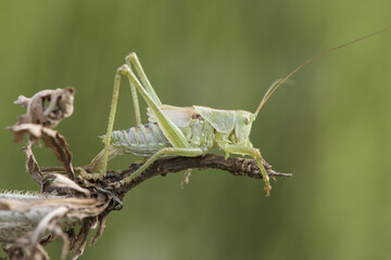 Tettigonia viridisima medium-sized scrub cricket with huge antennae and a beautiful green color that camouflages it in the environment perched on a twig in unfocused green background