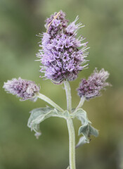 Mentha longifolia horsemint medium-sized aromatic plant with beautiful purple inflorescences on a homogeneous greenish background