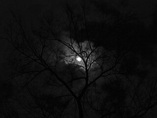 Moon Clouds Tree Dark B&W