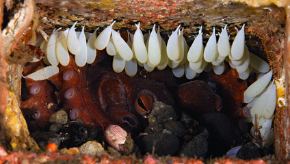 Octopus bimaculoides with eggs