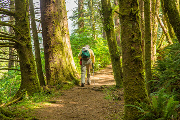 One man hiking through an old growth Douglas Fir forest on he Oregon Coast Trail near Cape Perpetua