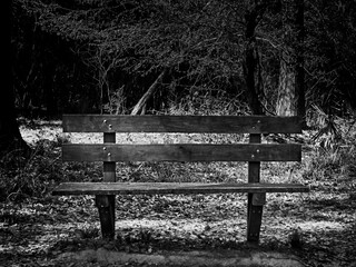 Old Wooden Bench in Woods 2 B&W