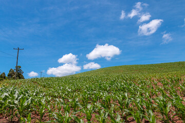 Corn Field with blue sky