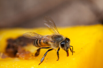 Honey Bee Apis mellifera eating on nature high magnification