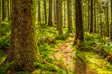 A hiking trail (the Oregon Coast Trail)  through an old growth Douglas Fir forest on the Oregon...