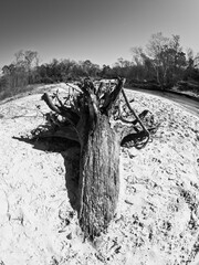 Tree Roots in a Sandy River Bed 2 B&W