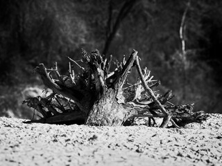 Tree Roots in a Sandy River Bed B&W