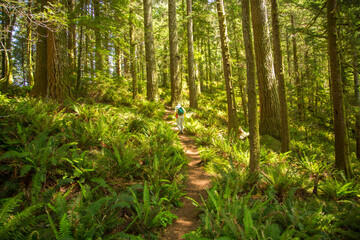 Naklejka na ściany i meble One man hiking through an old growth Douglas Fir forest on he Oregon Coast Trail near Cape Perpetua