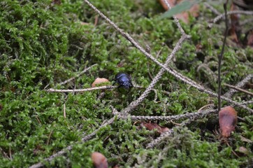 schwarzer Käfer im moos in Nahaufnahme 