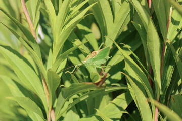 Green locust or big grasshopper hides in green leaves. Summer. Wildlife. Mimicry. Macro