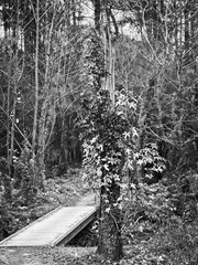 Wooden Bridge in by Tree in Woods B&W