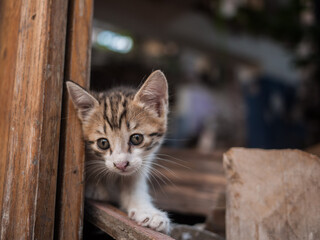 Shy kitty hiding in abandoned house