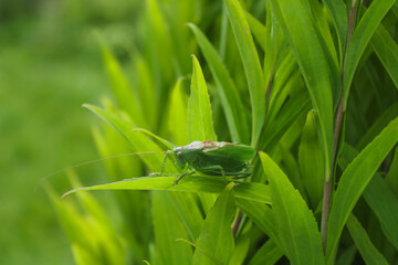 Green locust or big grasshopper hides in green leaves. Summer. Wildlife. Mimicry. Macro