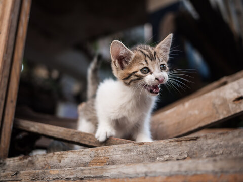 Homeless kitty crying for help