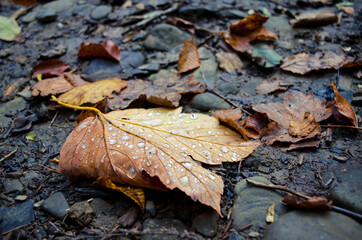 Orange autumn leaf with water drops lies on wet black ground in autumn in the forest in twilight