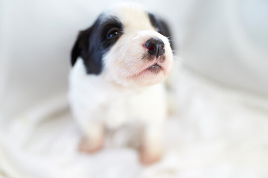 one young border collie indoor