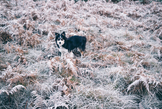 Tri-coloured Border Collie dog standing in frozen bracken.